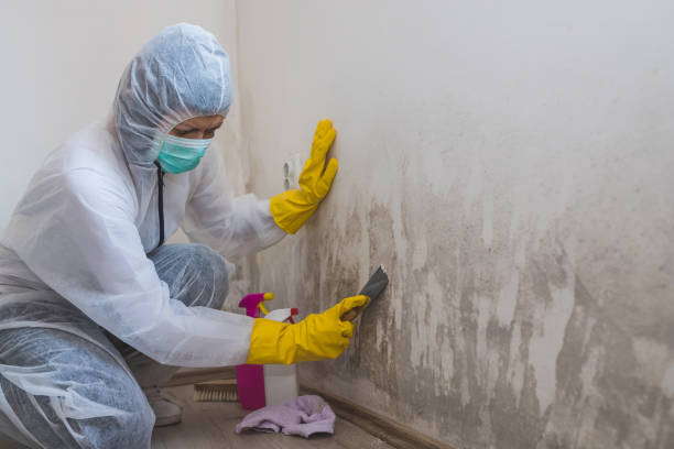Best Black Mold Remediation in Spring Green, WI