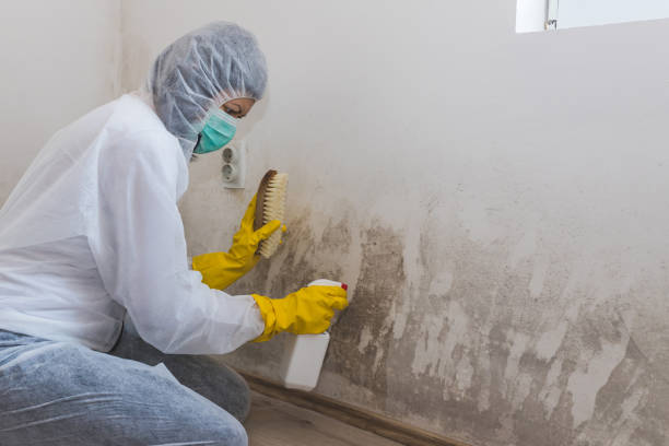 Best Industrial Mold Remediation in Spring Green, WI