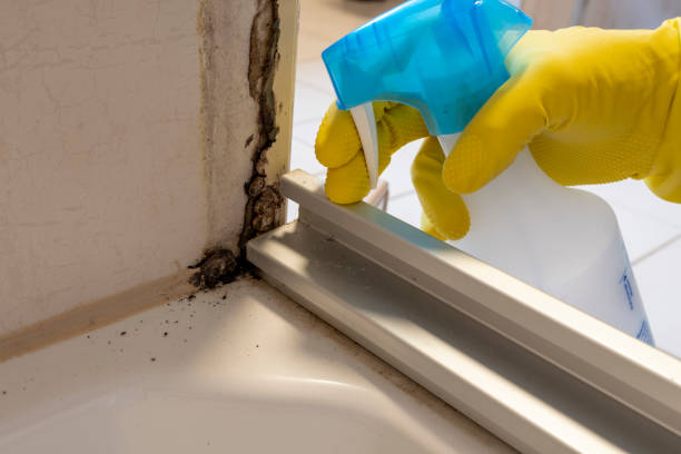 Best Residential Mold Remediation in Spring Green, WI