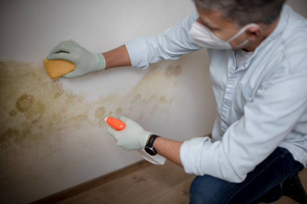 Best Residential Mold Remediation in Spring Green, WI