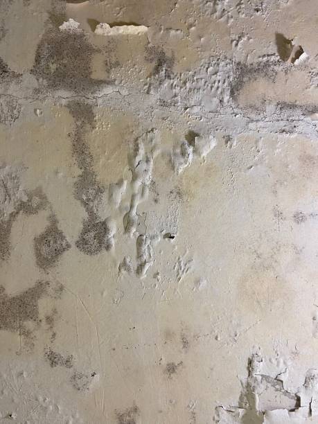 Best Post-Flood Mold Remediation in Spring Green, WI
