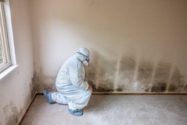 Best Localized Mold Remediation (e.g., coastal areas, humid climates) in Spring Green, WI