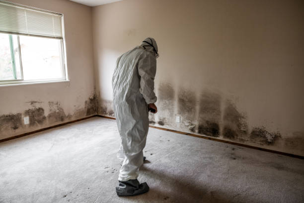 Best Commercial Mold Remediation in Spring Green, WI