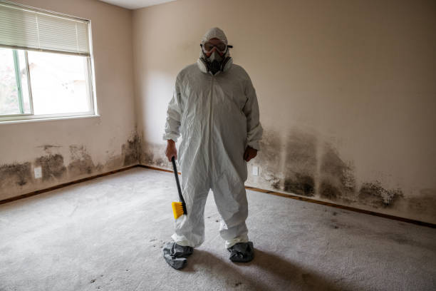 Best White Mold Remediation in Spring Green, WI
