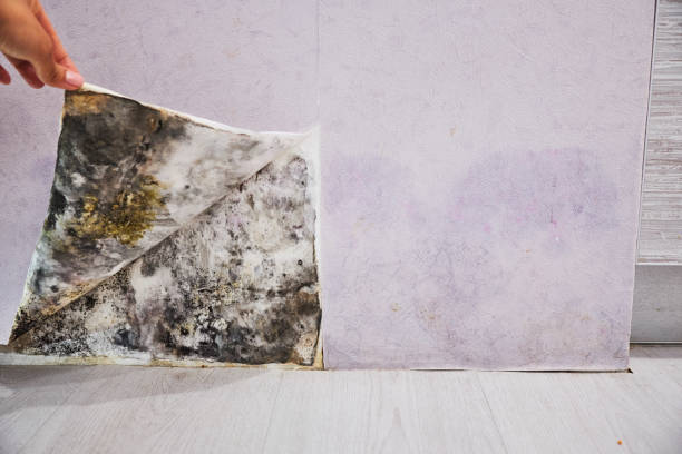 Best Bathroom Mold Remediation in Spring Green, WI